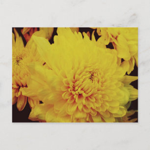 Chrysanthemum II Briefkaart