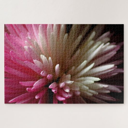 Chrysanthemum in roze en wit legpuzzel (Horizontaal)