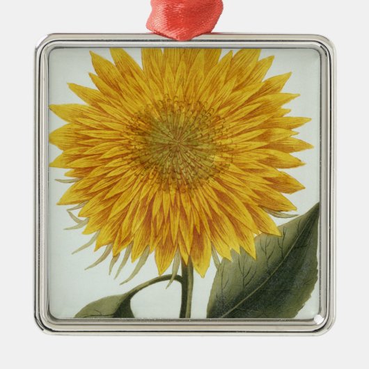 Chrysanthemum Indicum uit 'Pythanthoza Iconograph' Metalen Ornament (Voorkant)