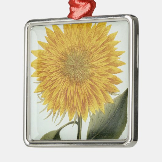 Chrysanthemum Indicum uit 'Pythanthoza Iconograph' Metalen Ornament (Links)