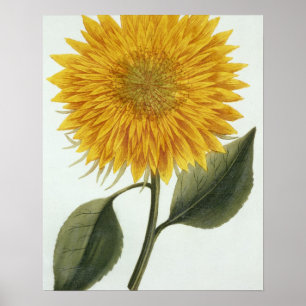 Chrysanthemum Indicum uit 'Pythanthoza Iconograph' Poster
