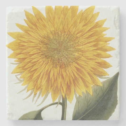 Chrysanthemum Indicum uit 'Pythanthoza Iconograph' Stenen Onderzetter (Voorkant)