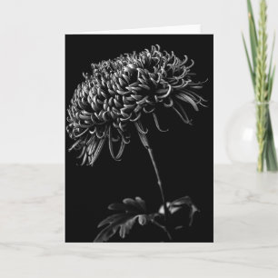 Chrysanthemum Kaart