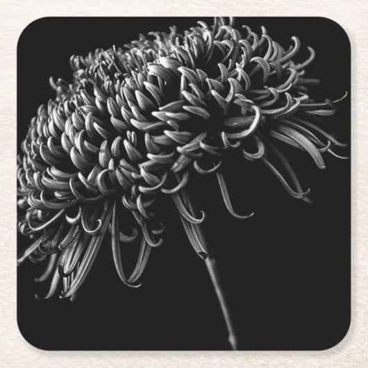 Chrysanthemum Kartonnen Onderzetters (Voorkant)