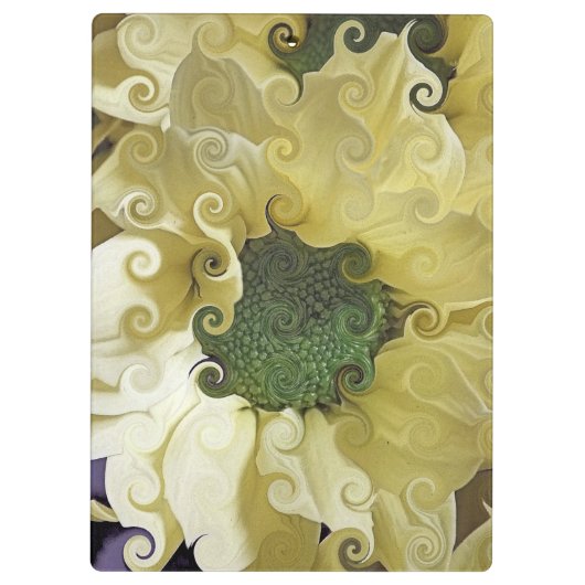 CHRYSANTHEMUM KLEMBORD (Achterkant)