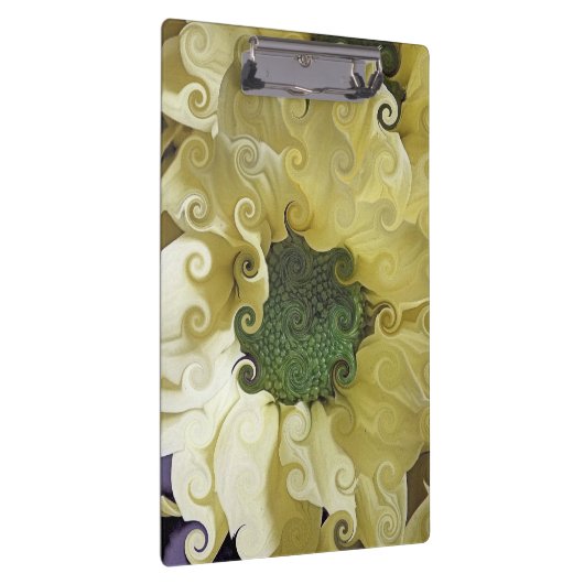 CHRYSANTHEMUM KLEMBORD (Rechts)