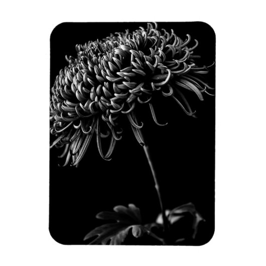 Chrysanthemum Magneet (Verticaal)