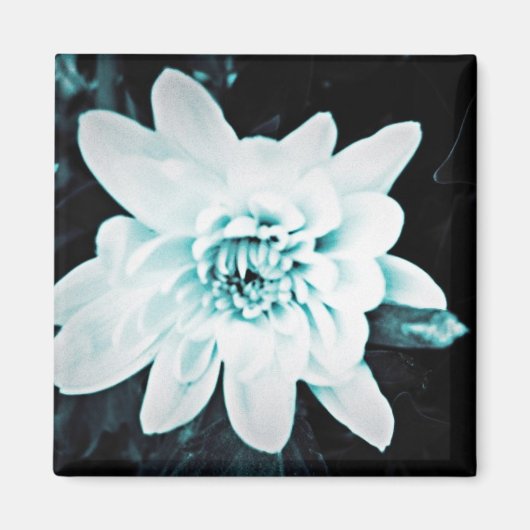 Chrysanthemum Magneet (Voorkant)