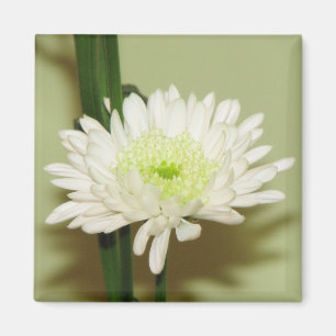 Chrysanthemum Magneet