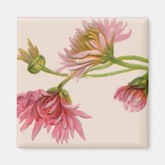 Chrysanthemum - Magnet (Voorkant)