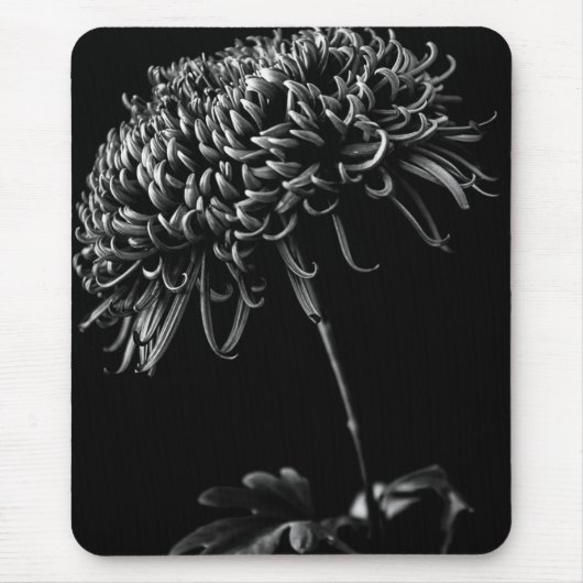 Chrysanthemum Muismat (Voorkant)