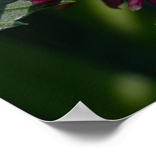 Chrysanthemum Oranje Canadese Bloemfotografie Poster (Hoek)