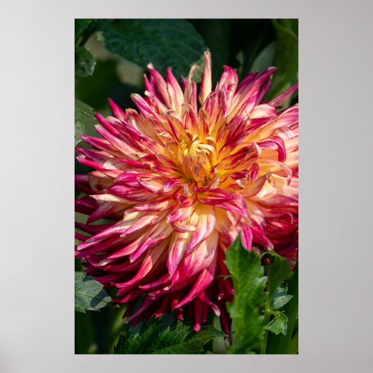 Chrysanthemum Oranje Canadese Bloemfotografie Poster (Voorkant)