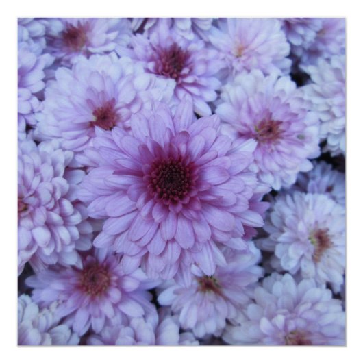 Chrysanthemum Paars White Perfect Poster (Voorkant)