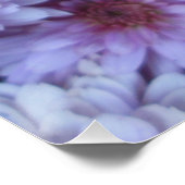 Chrysanthemum Paars White Perfect Poster (Hoek)