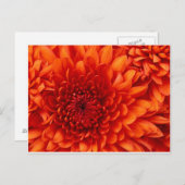 Chrysanthemum Post Card Briefkaart (Voorkant / Achterkant)