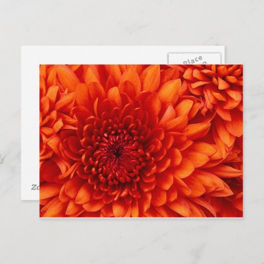 Chrysanthemum Post Card Briefkaart (Voorkant / Achterkant)