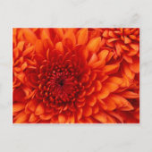 Chrysanthemum Post Card Briefkaart (Voorkant)