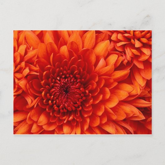Chrysanthemum Post Card Briefkaart (Voorkant)