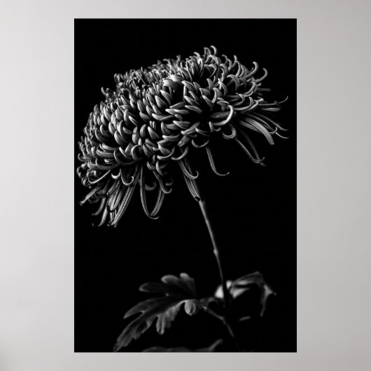 Chrysanthemum Poster (Voorkant)