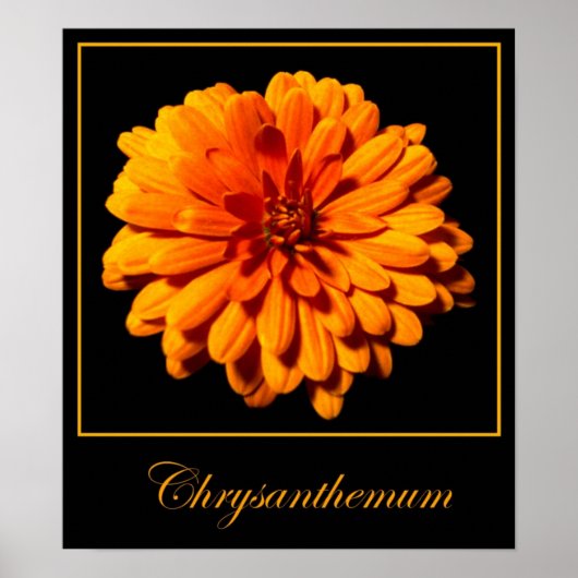 Chrysanthemum Poster (Voorkant)