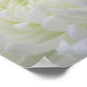 Chrysanthemum Poster (Hoek)