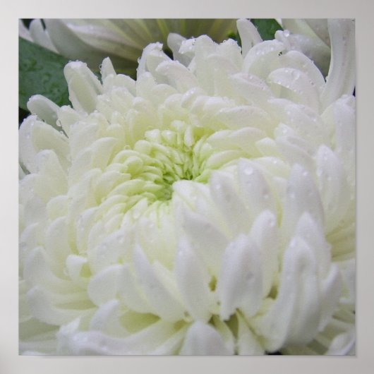 Chrysanthemum Poster (Voorkant)