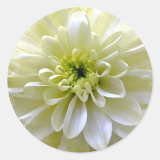 CHRYSANTHEMUM RONDE STICKER (Voorkant)