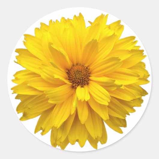 Chrysanthemum Ronde Sticker (Voorkant)