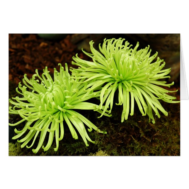 Chrysanthemum - Spider Mum (Voorkant Horizontaal)