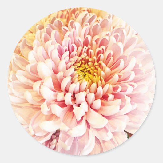 Chrysanthemum stickers/envelopsluitingen ronde sticker (Voorkant)
