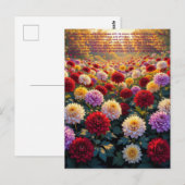 Chrysanthemum Symboliek Briefkaart (Voorkant / Achterkant)