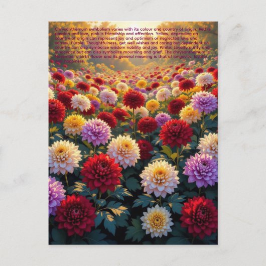 Chrysanthemum Symboliek Briefkaart (Voorkant)