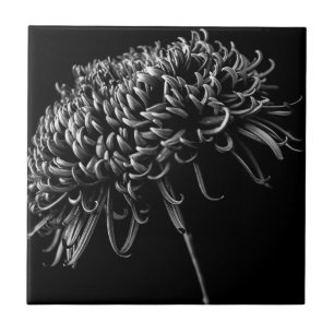 Chrysanthemum Tegeltje