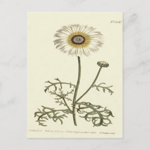 Chrysanthemum Tricolor Yellow Illustratie Briefkaart