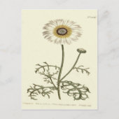 Chrysanthemum Tricolor Yellow Illustratie Briefkaart (Voorkant)