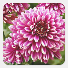 Chrysanthemum Vierkante Sticker