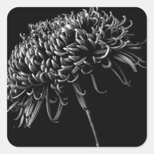 Chrysanthemum Vierkante Sticker