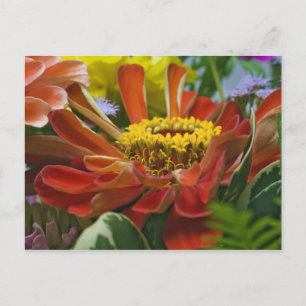 Chrysanthemumbloem Briefkaart