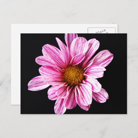 Chrysanthemumbloem pccnm briefkaart (Voorkant / Achterkant)
