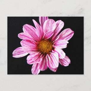 Chrysanthemumbloem pccnm briefkaart