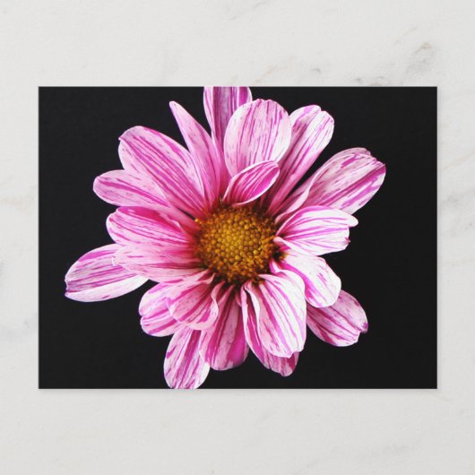 Chrysanthemumbloem pccnm briefkaart (Voorkant)