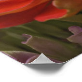 Chrysanthemumbloem Poster (Hoek)