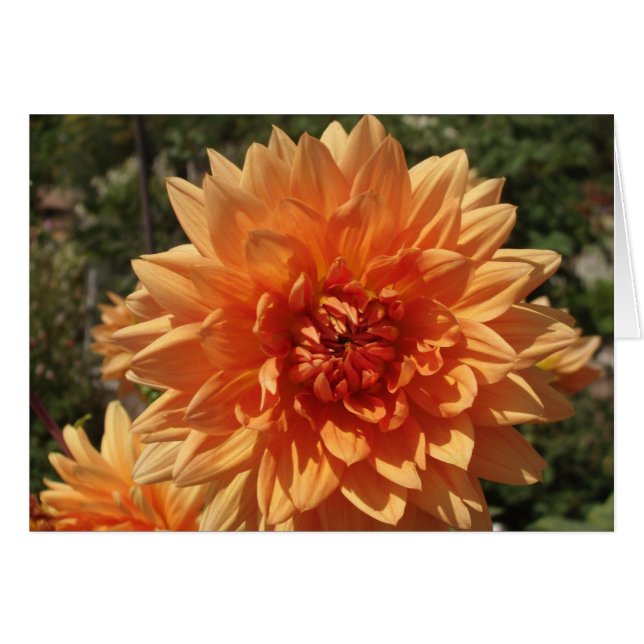 Chrysanthemums (Voorkant Horizontaal)