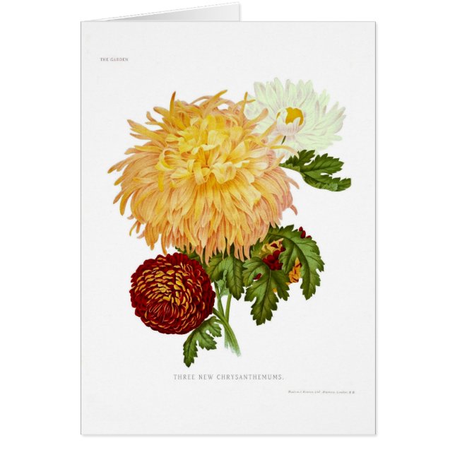 Chrysanthemums (Voorkant)