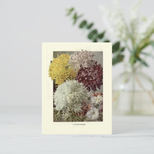 Chrysanthemums Briefkaart (Staand voorkant)