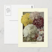 Chrysanthemums Briefkaart (Voorkant / Achterkant)