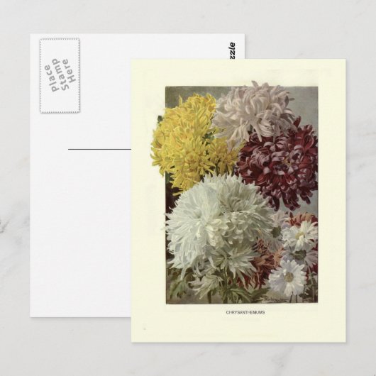 Chrysanthemums Briefkaart (Voorkant / Achterkant)