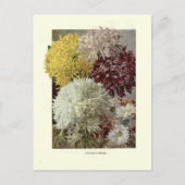 Chrysanthemums Briefkaart (Voorkant)