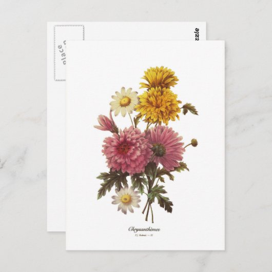 Chrysanthemums Briefkaart (Voorkant / Achterkant)